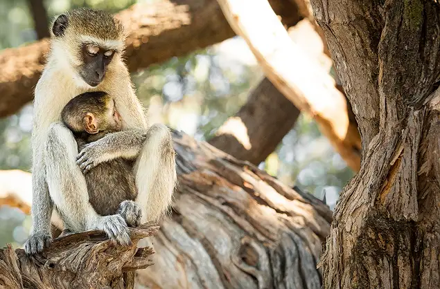 A mother and baby monkey sighting on a game drive in the Chobe National Park