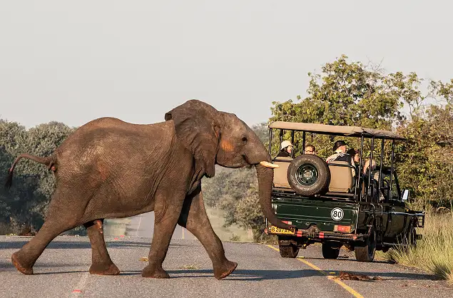 Elephant sighting during a game drive at Chobe Safari Lodge