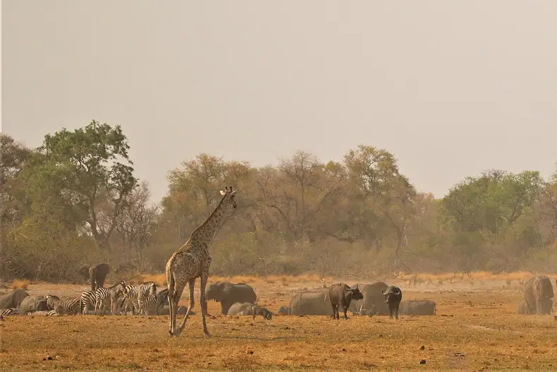 7 Day Okavango Delta and Chobe Walking Safari