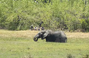 An elephant wallowing in the river during a walking safari