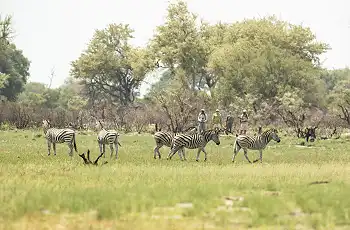  A dazzle of Zebra spotted during a walk in the Delta