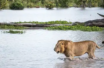 A rare sighting of a lion crossing a river in the Okavango Delta floodplains