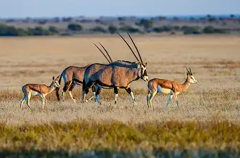 Oryx and springbok crossing the Makgadikgadi Pans