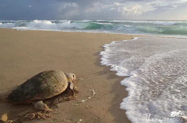 Turtle sighting at Thonga Beach Lodge