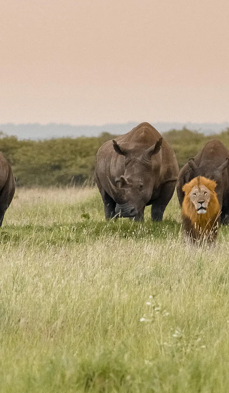 7 Day South Africa Safari & Beach