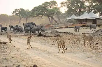 Wildlife walking right through camp, Somalisa Camp