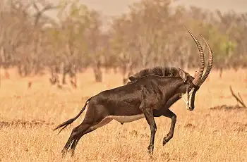 Sable antelope sighting on safari with Somalisa Camp