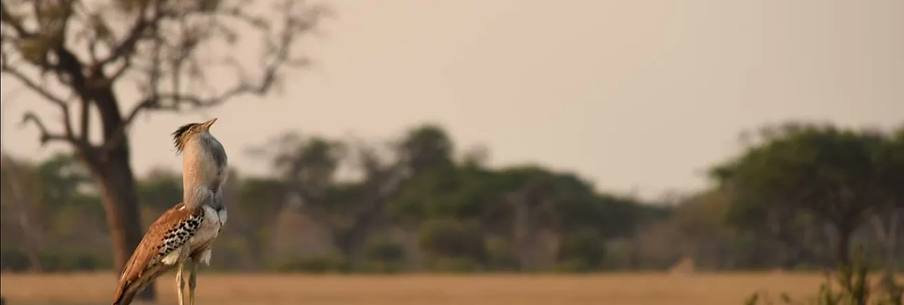 Hwange National Park is home to a variety of birdlife, Somalisa Camp