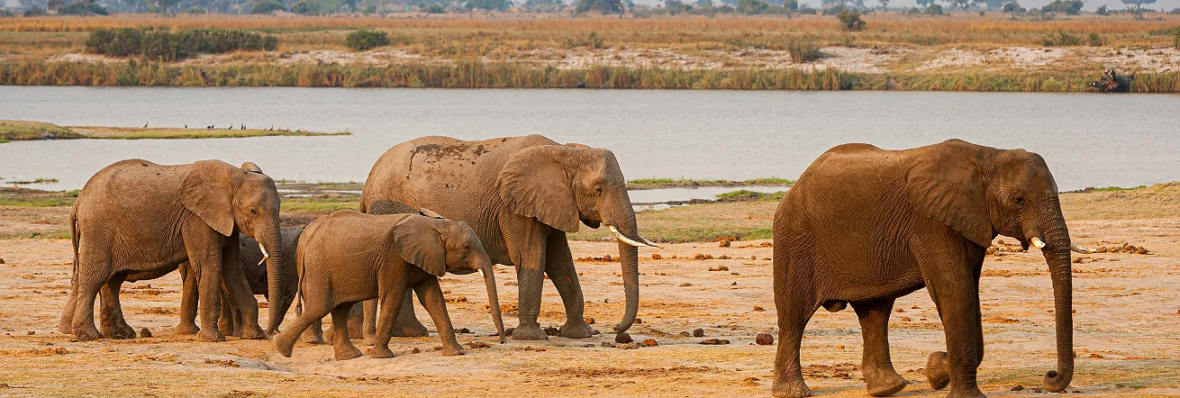 Chobe Elephant Camp Chalets