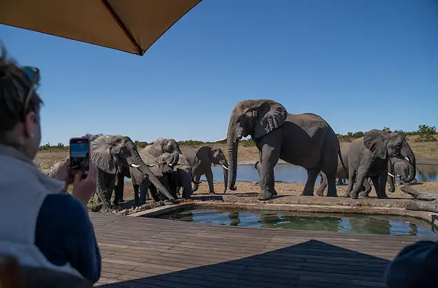 Elephants are in abundance in the Hwange National Park
