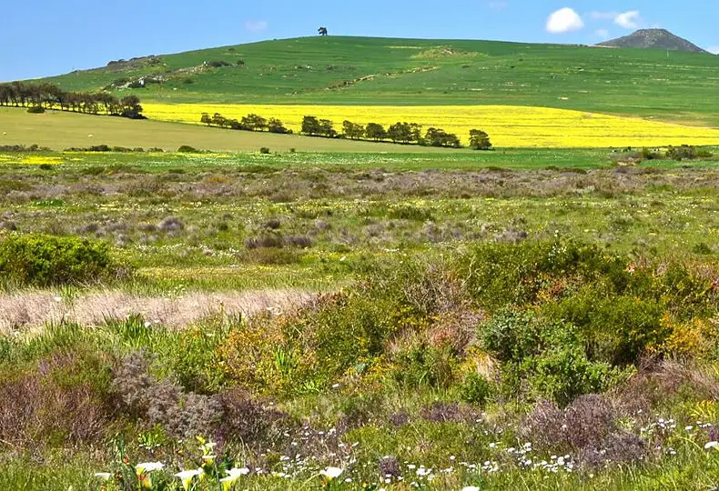 7 Day Wildflower & Karoo Tour
