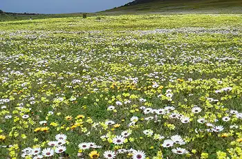 The wildflowers at Bushman's Kloof Wilderness Reserve