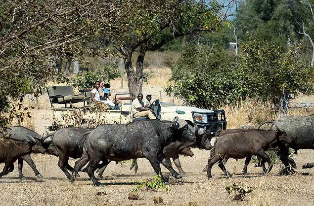Open Vehicle Safari, Nkwali Camp, Zambia