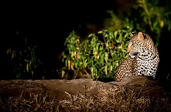 Leopards are regularly seen in Lower Zambezi National Park