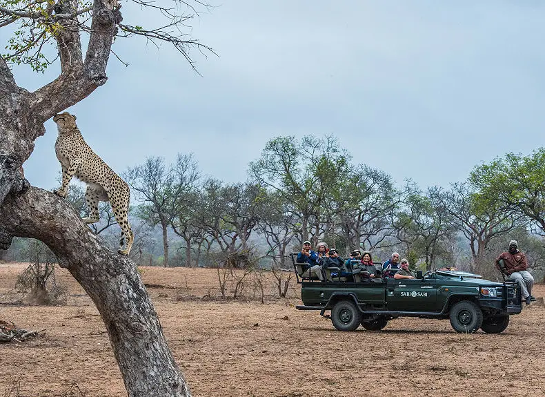 8-Day Cape Town & Sabi Sands Family Safari