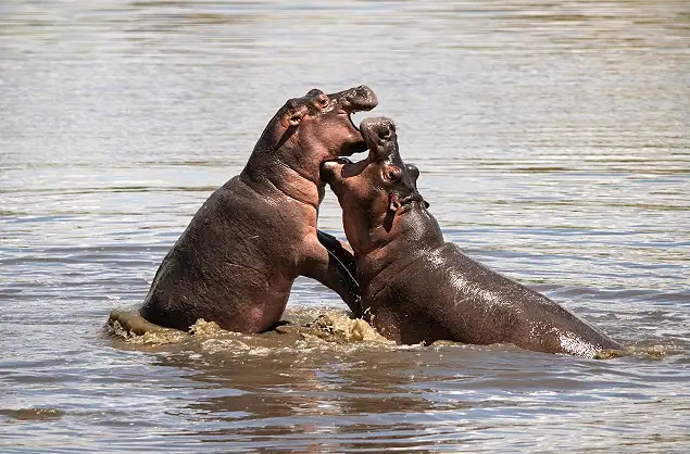 Hippos in the river on a game drive