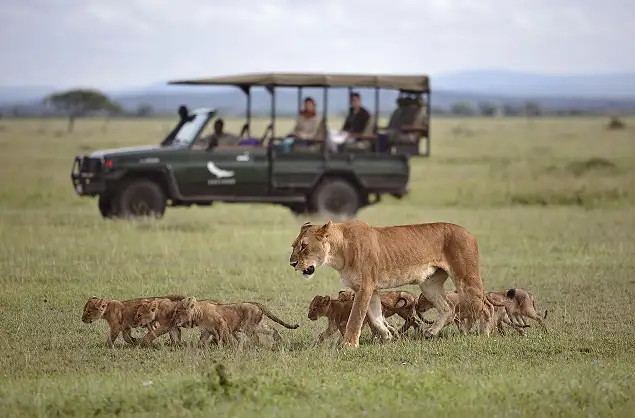 Lion sighting in the Serengeti 