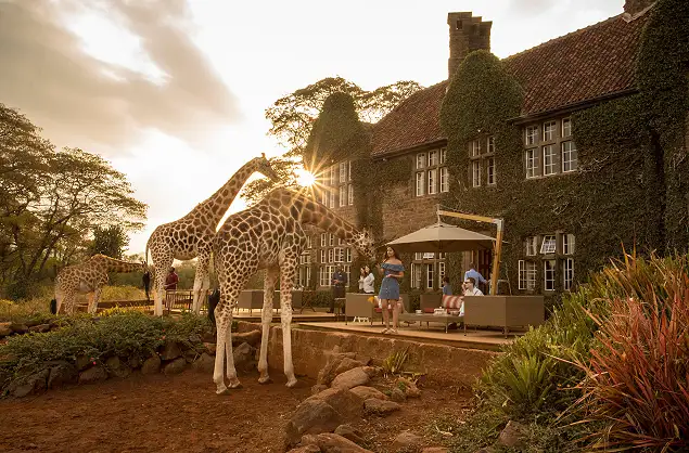 Enjoy afternoon tea with the giraffes