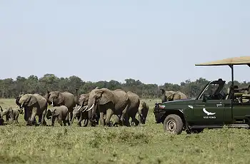 Elephants on a game drive in the Maasia Mara