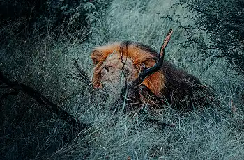 Lion sighting with on safari with Lowveld Trails