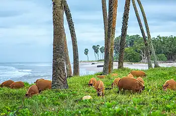 Beach pigs along the coast, Loango National Park, Jandré Germishuizen