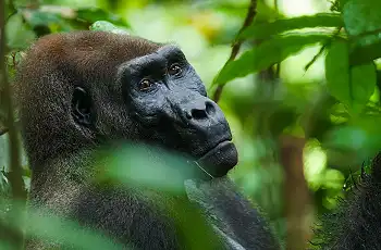 Gorilla sighting whilst walking through the Loango Forests, Dylan Rose