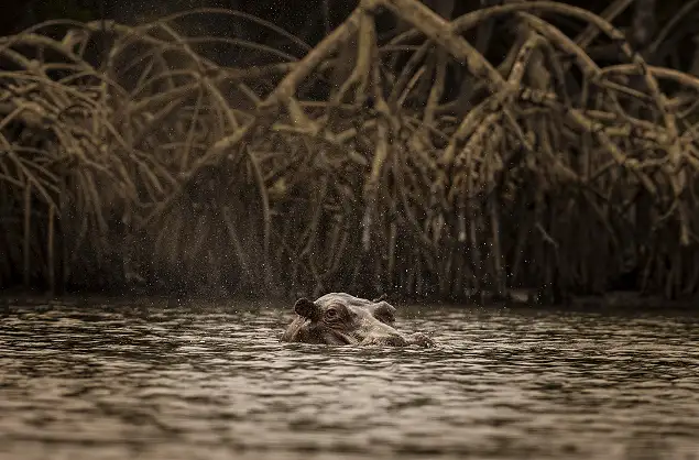 Hippo sighting in the mangroves, Jandré Germishuizen
