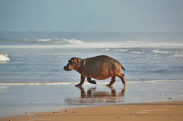 Hippos on the beach and in the surf, Lowveld Trails