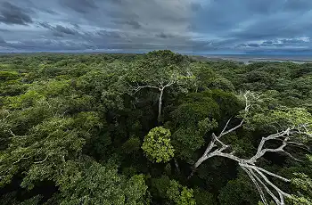 Views of the forest canopy, Loango National Park, Jandré Germishuizen