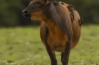 Forest buffalo, Loango National Park, Jandré Germishuizen