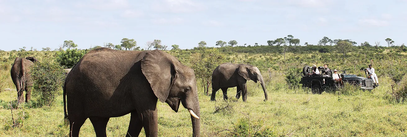 Londolozi, Sabie Sands Game Reserve in South Africa