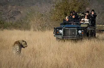 Sabie Sands and in particular Londolozi is known for its excellent leopard sightings