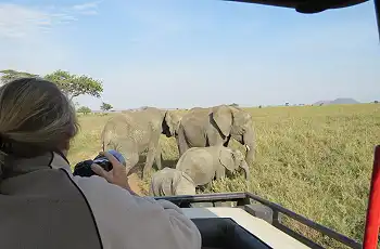A lovely elephant sighting on safari in the Serengeti