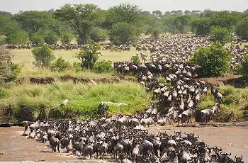 Thousands of wildebeest cross the rivers during the great migration