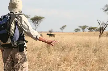 A buffalo sighting whilst out on foot in the Serengeti