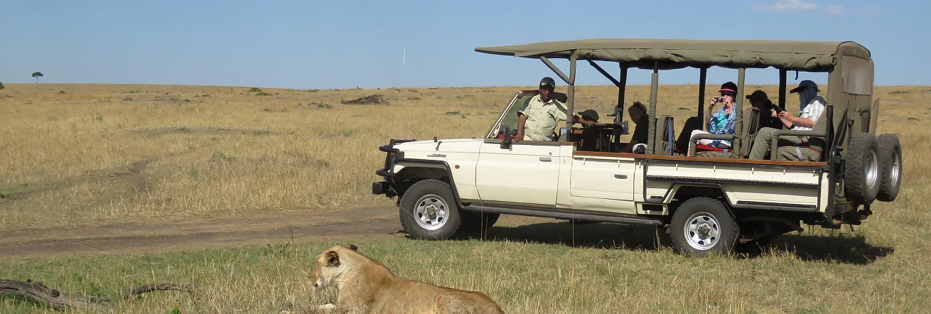 Lion sighting whilst on a game drive