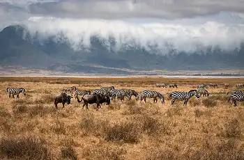 Zebra and Wildebeest on the crater floor