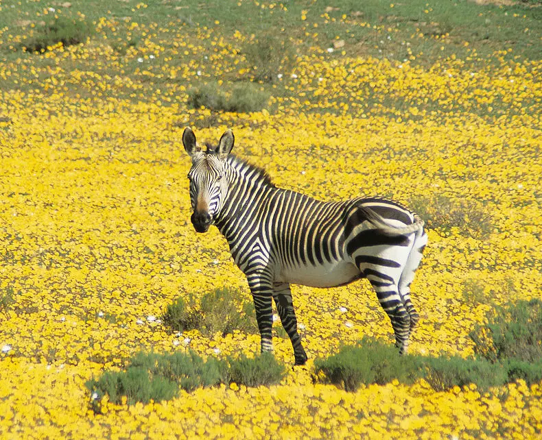 8 Days Chasing Flowers in South Africa