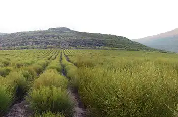 A rooibos tea plantation