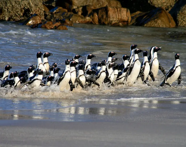 8 Days South Africa Self Drive Tour