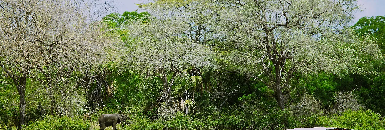 A great way to see the Nyerere National Park is on a boating safari