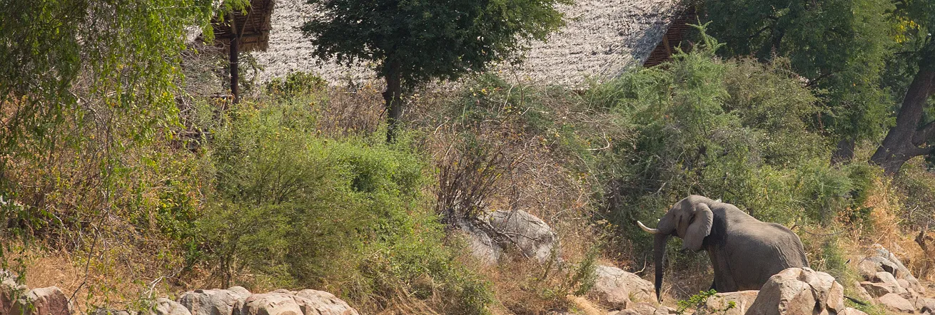Elephant climbing the banks of the Ruaha River, Tanzania