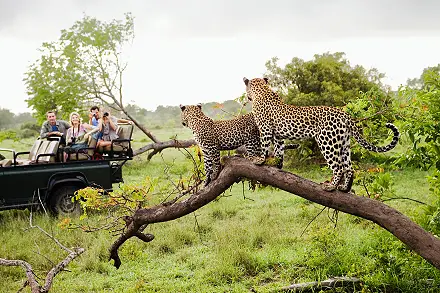 A Safari in the Sabi Sands