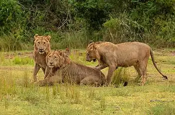 Lion occur in the Akagera National Park, Rwanda