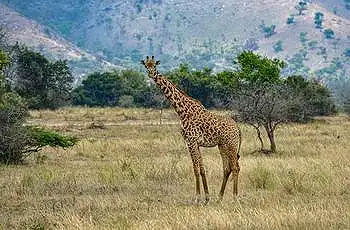 Giraffe, Akagera National Park, Rwanda