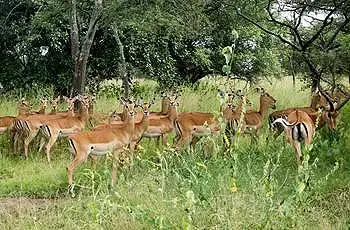 Impala, Akagera National Park, Rwanda
