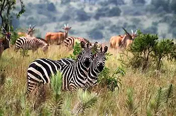 Zebra are some of the more common species in Akagera National Park