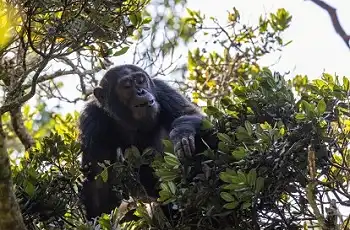 Chimpanzee, Nyungwe Forest National Park