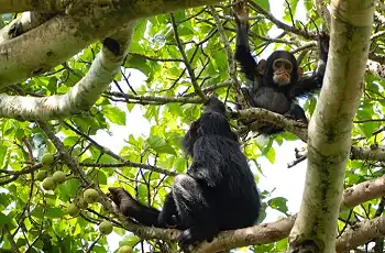 Juvenile chimps, Nyungwe Forest National Park, Rwanda