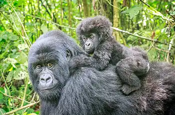 Mountain Gorilla & infant, Rwanda